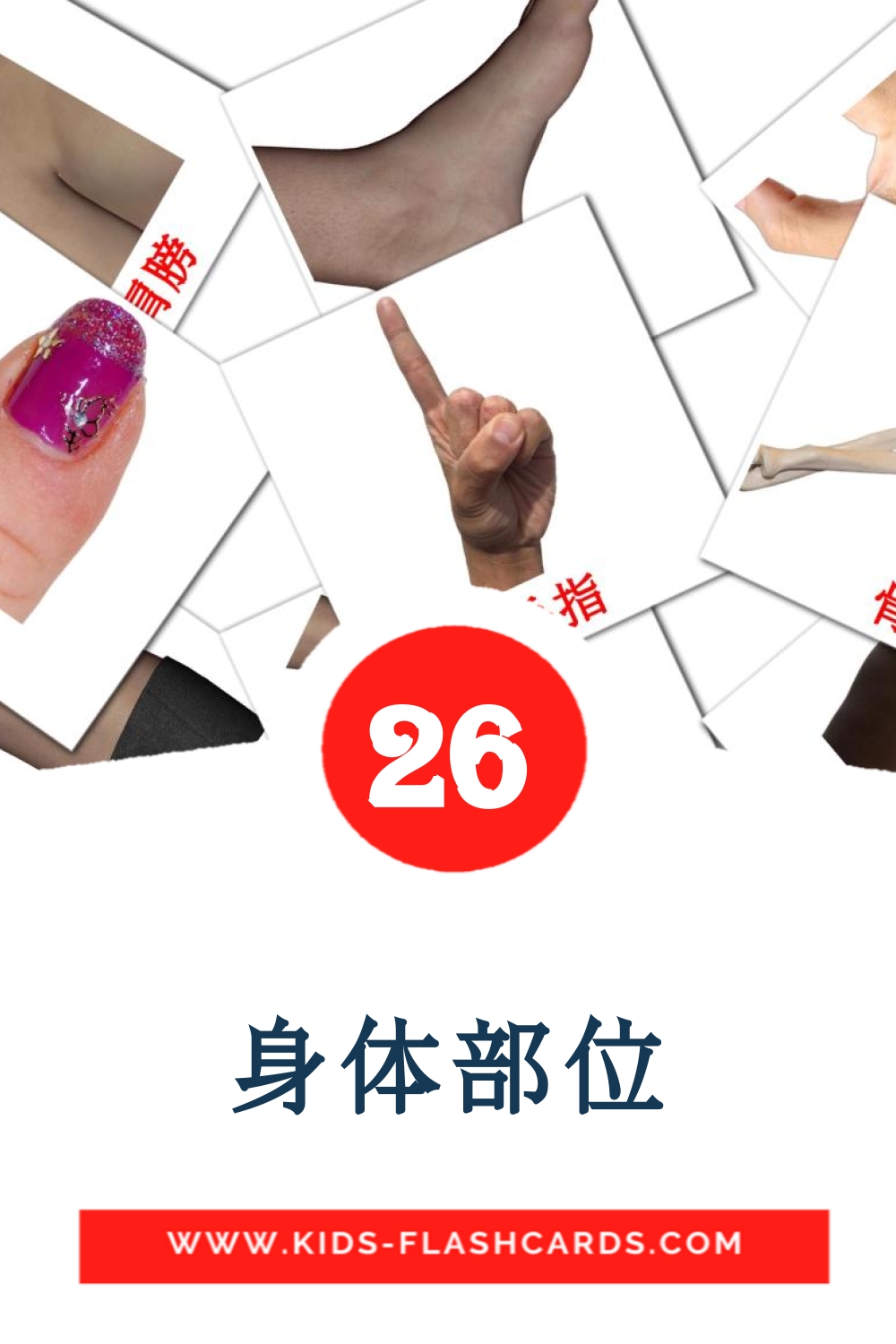 26 carte illustrate di 身体部位 per la scuola materna in cinese(tradizionale)