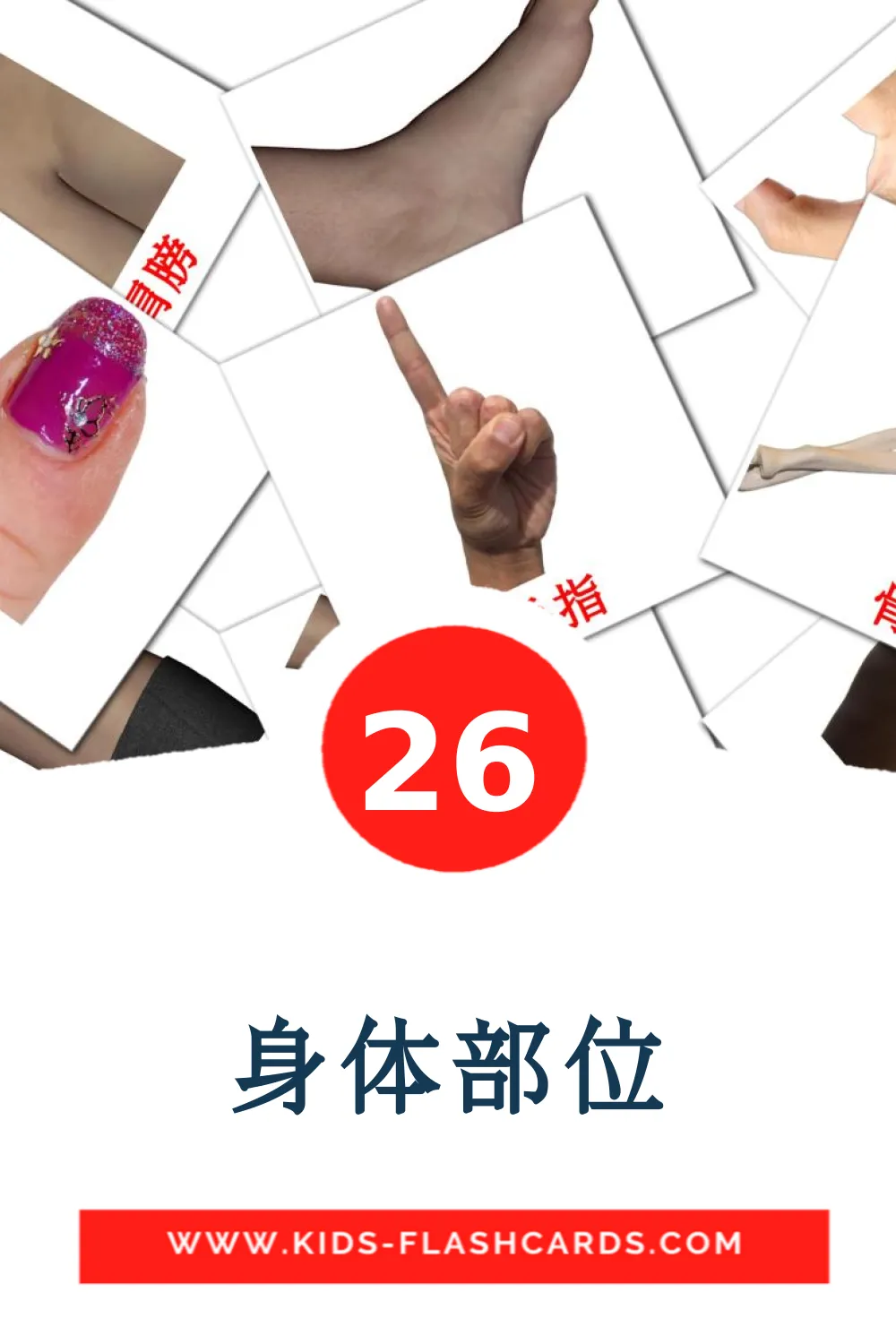 26 身体部位 Picture Cards for Kindergarden in chinese(Traditional)