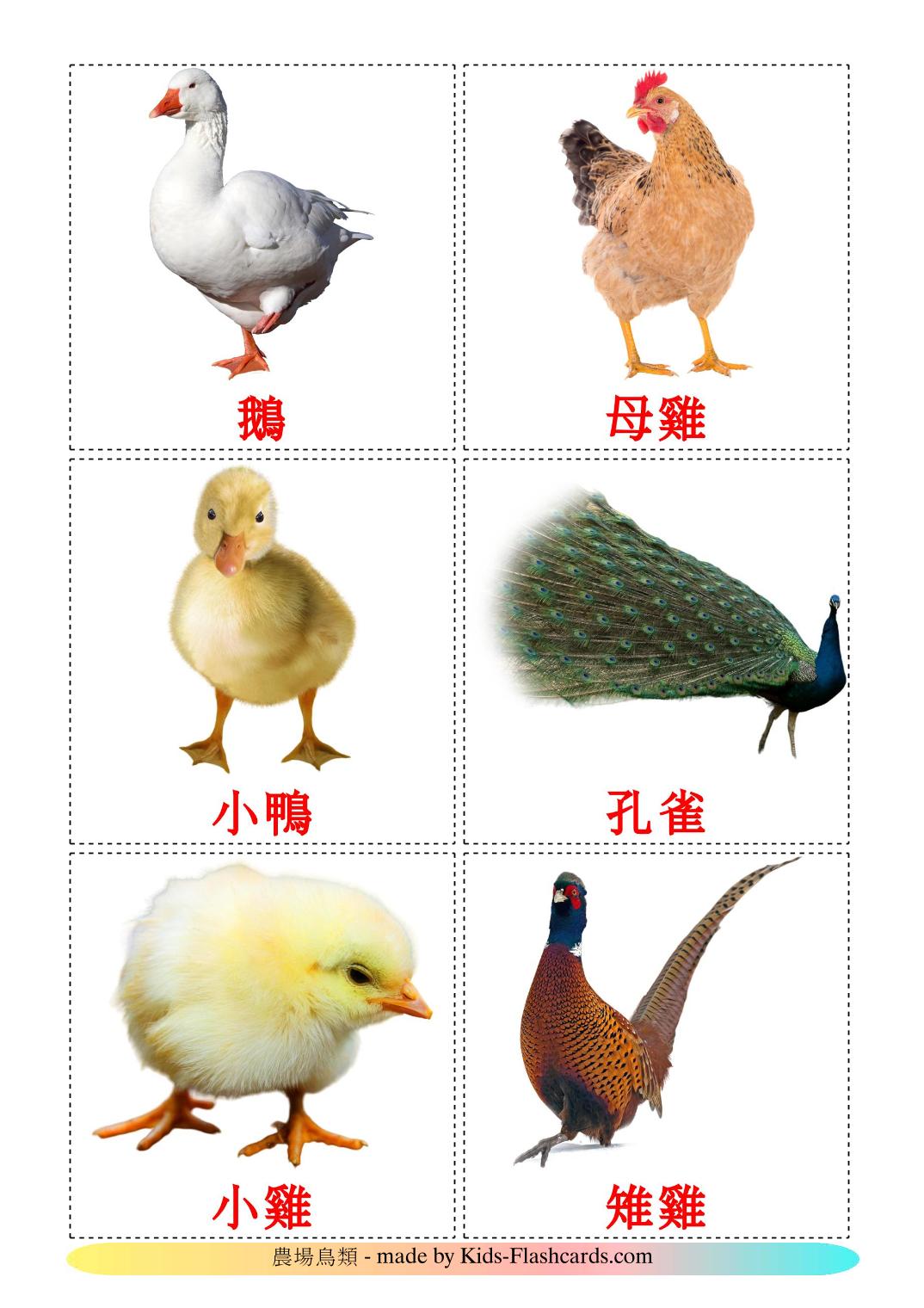 Uccelli di fattoria - 11 flashcards cinese(tradizionale) stampabili gratuitamente