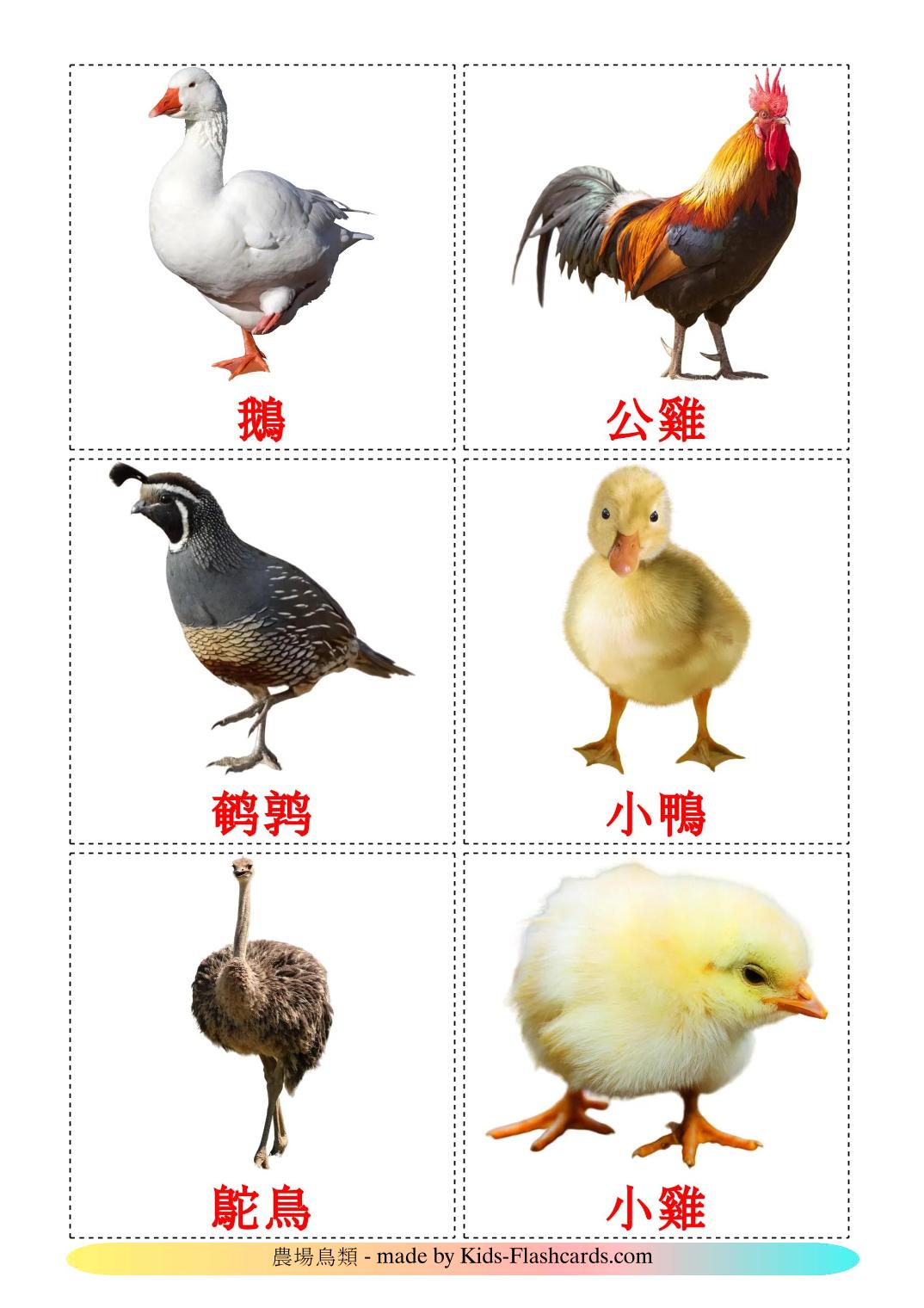 Farm birds - 12 Free Printable chinese(Traditional) Flashcards 