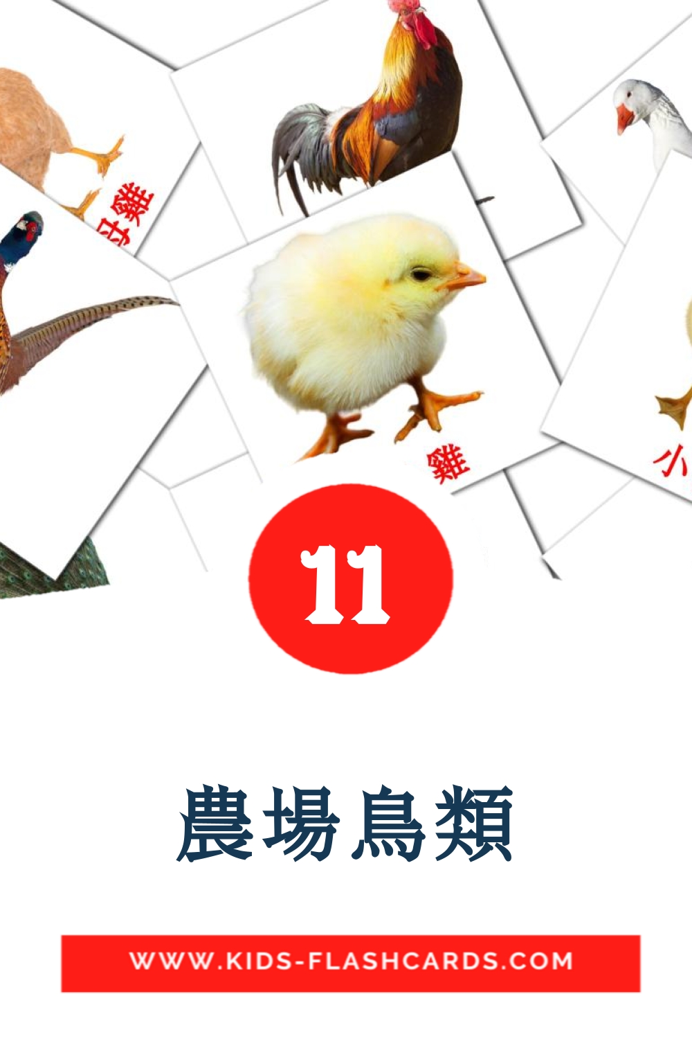 11 tarjetas didacticas de 農場鳥類 para el jardín de infancia en chino(tradicional)