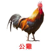 公雞 card for translate