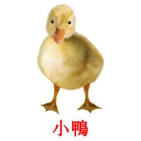 小鴨 card for translate