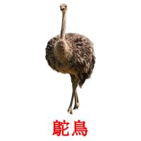 鴕鳥 card for translate