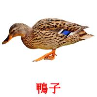 鴨子 card for translate
