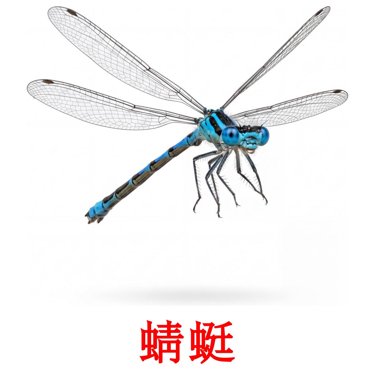 24 Printable Insects Flashcards in Chinese(Traditional) (Free PDF)