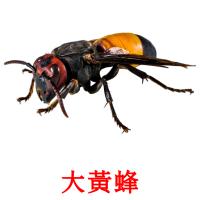 大黃蜂 picture flashcards