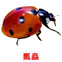 瓢蟲 card for translate