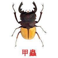 甲蟲 card for translate