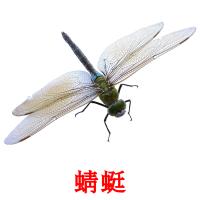 蜻蜓 Tarjetas didacticas