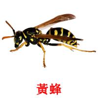 黃蜂 picture flashcards