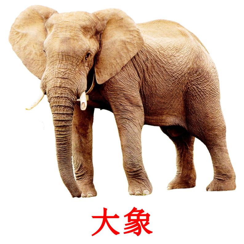 大象 picture flashcards