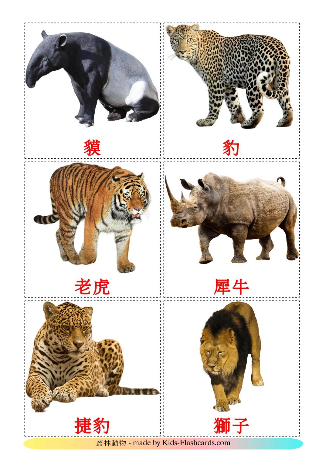 Animali della giungla - 22 flashcards cinese(tradizionale) stampabili gratuitamente