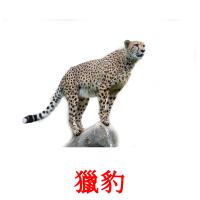 獵豹 card for translate