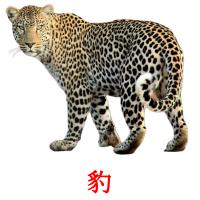 豹 picture flashcards