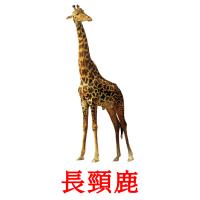 長頸鹿 card for translate