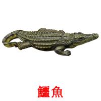 鱷魚 flashcards illustrate
