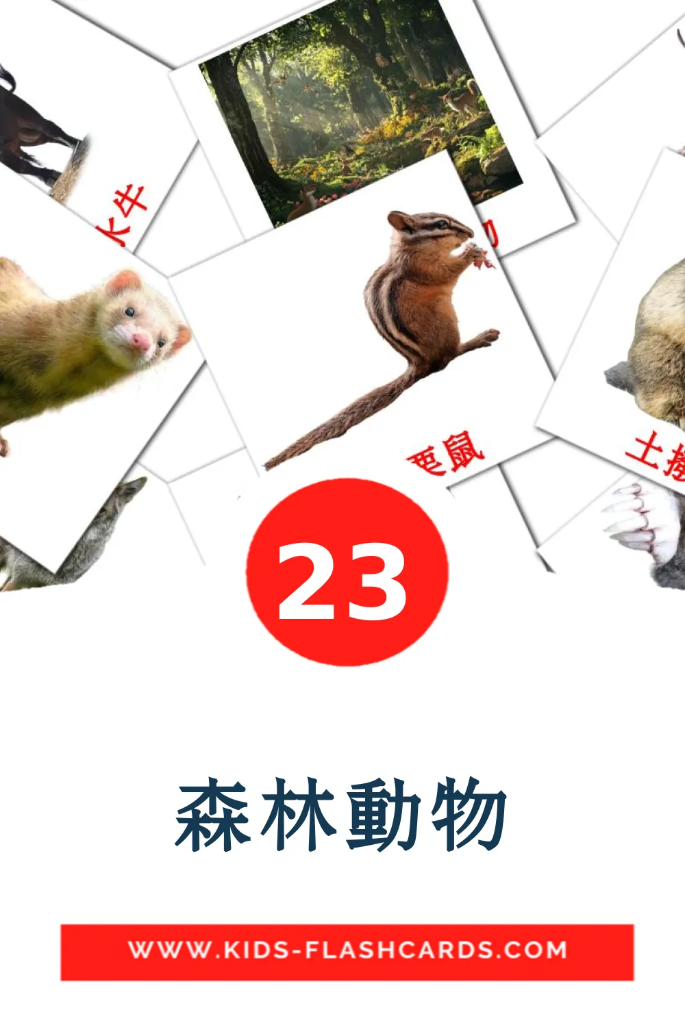 23 森林動物 Picture Cards for Kindergarden in chinese(Traditional)