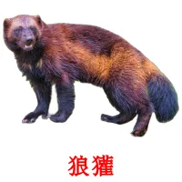 狼獾 picture flashcards