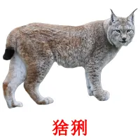 猞猁 picture flashcards