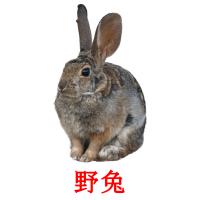 野兔 card for translate