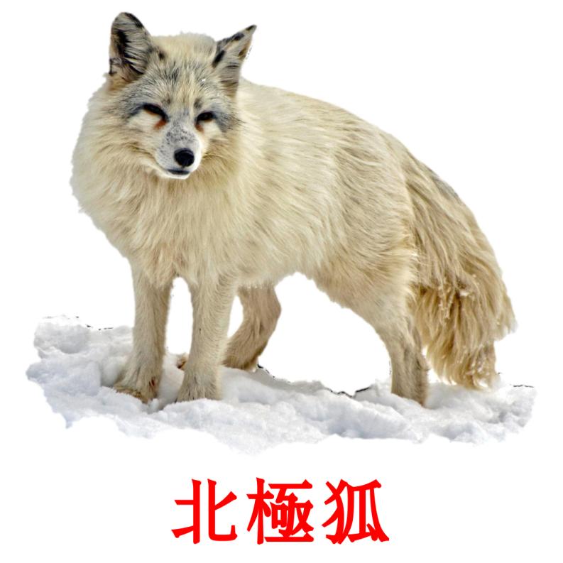 北極狐 flashcards illustrate