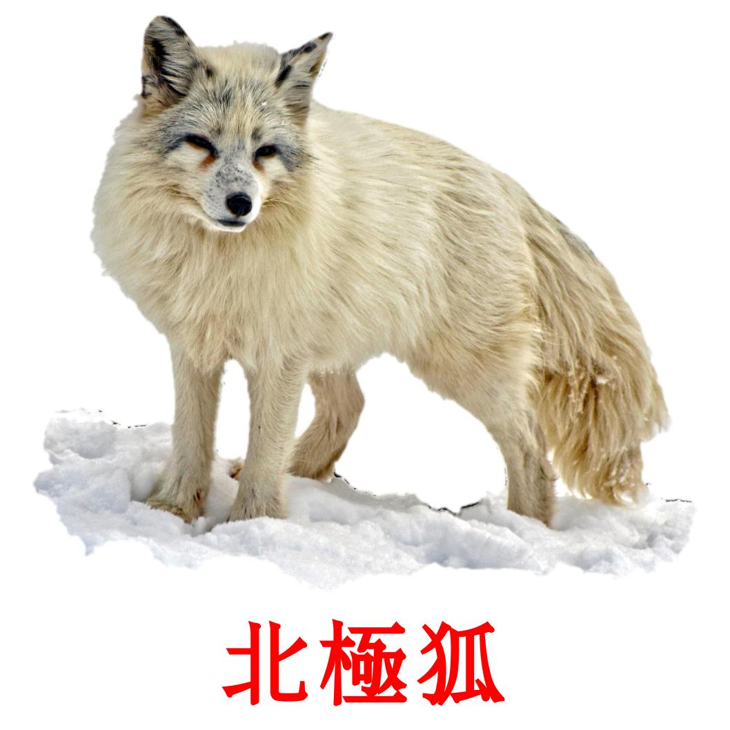 14 Free Arctic Animals Flashcards In Chinese Traditional Pdf Files