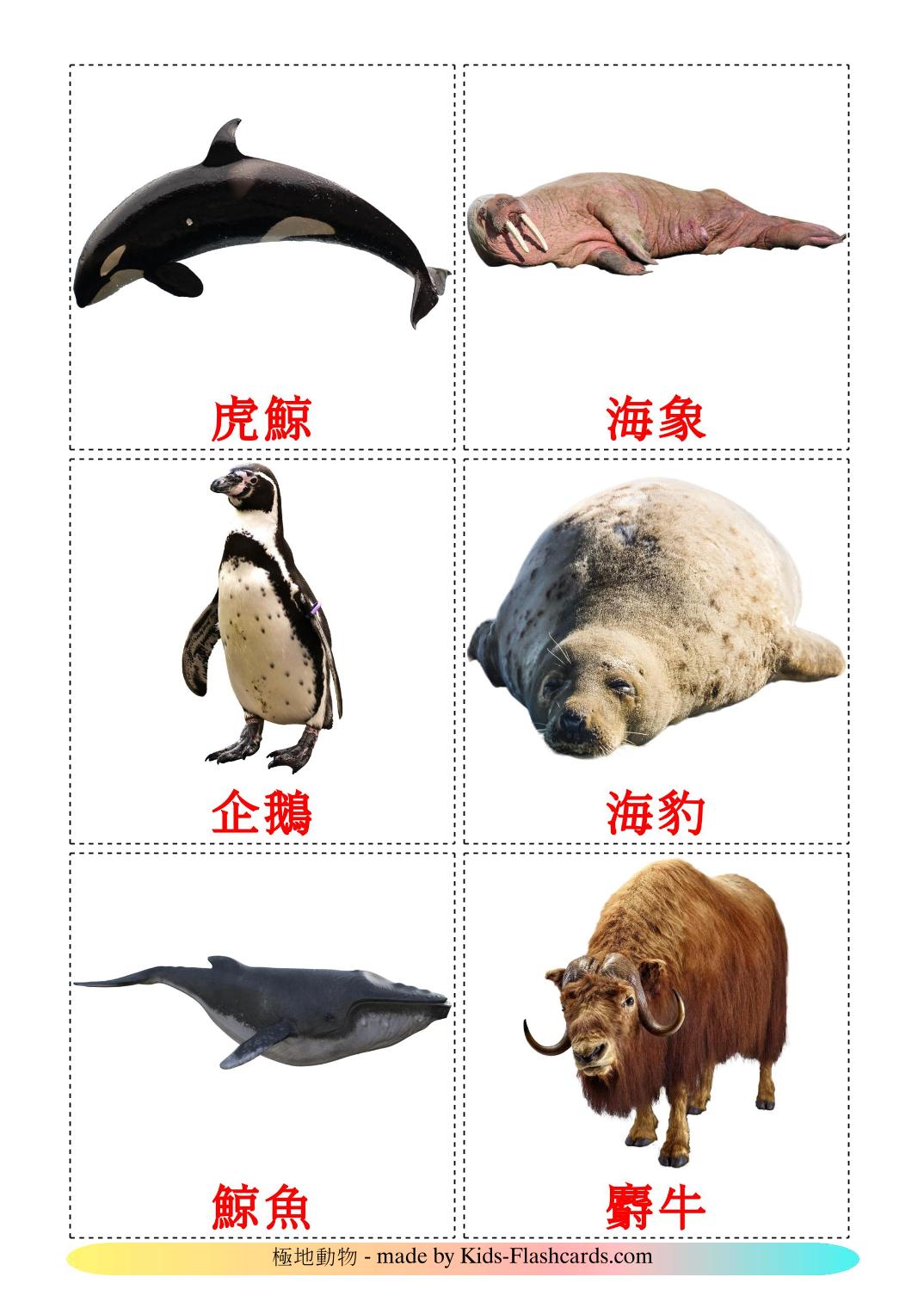 Les Animaux de l'Arctique - 14 Flashcards chinois(traditionnel) imprimables gratuitement