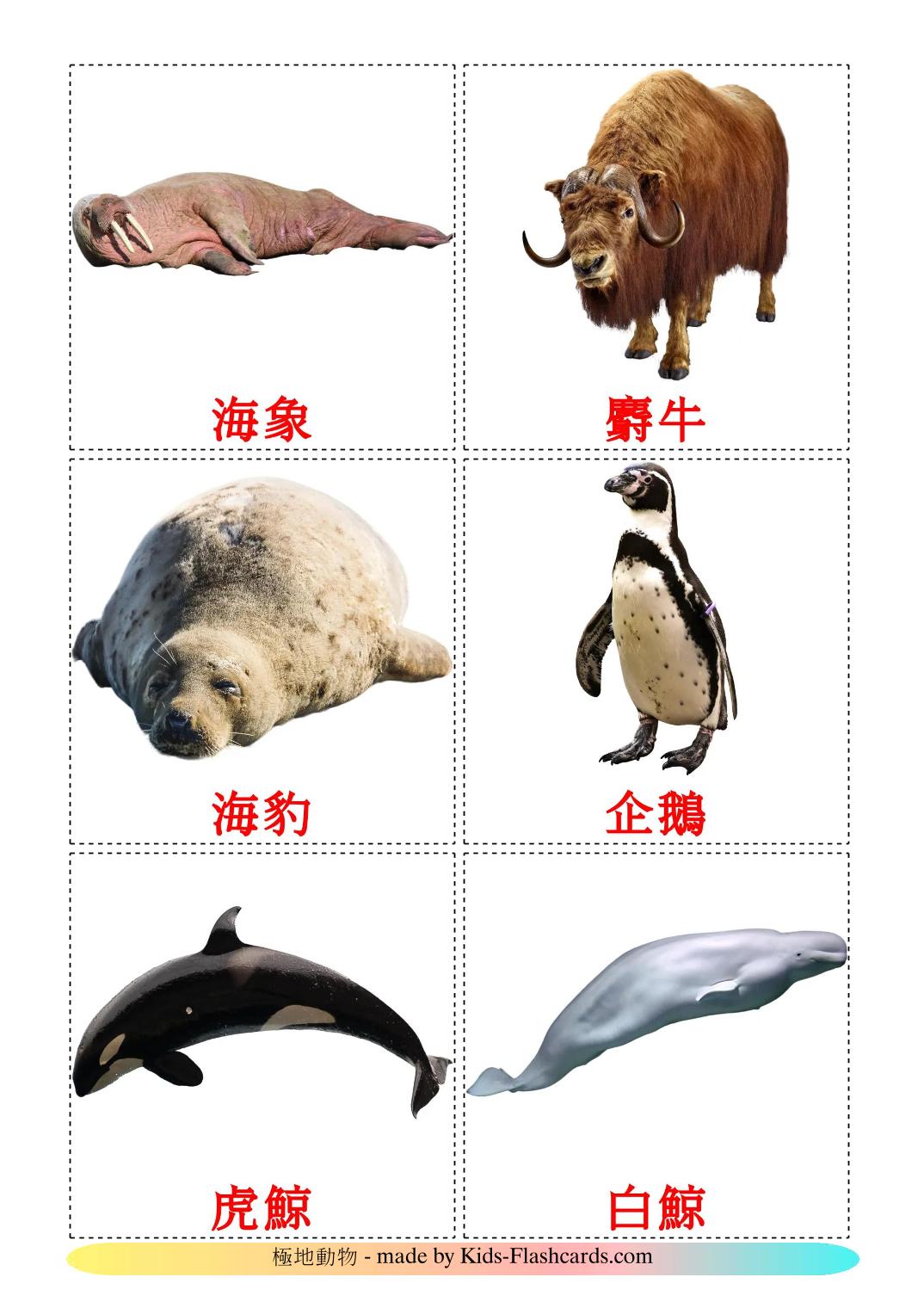 Animali artici - 15 flashcards cinese(tradizionale) stampabili gratuitamente