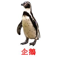企鵝 card for translate
