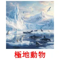 極地動物 flashcards illustrate