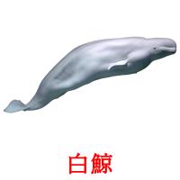 白鯨 picture flashcards