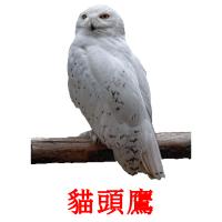 貓頭鷹 card for translate