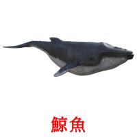 鯨魚 Tarjetas didacticas