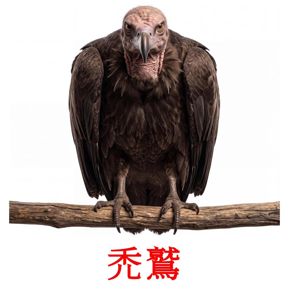 19 Printable Wild birds Flashcards in Chinese(Traditional) (Free PDF)