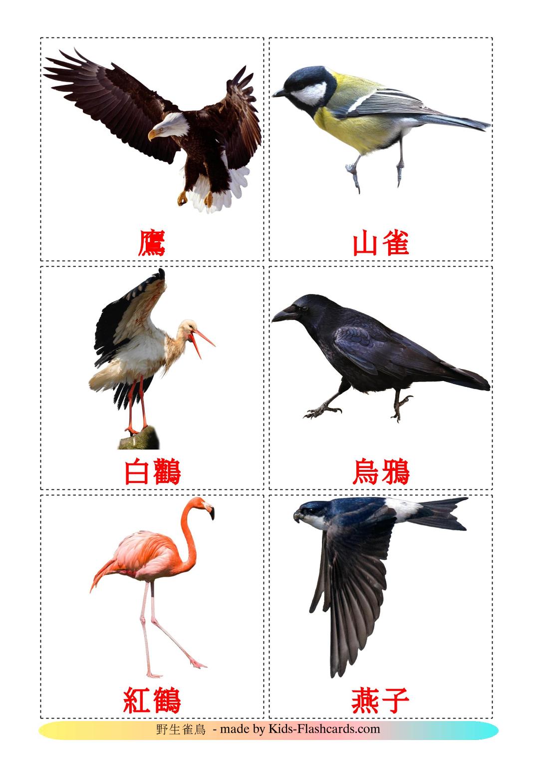 Pájaros salvajes - 18 fichas de chino(tradicional) para imprimir gratis 