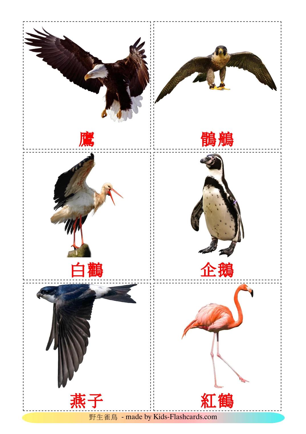 Wild birds - 19 Free Printable chinese(Traditional) Flashcards 