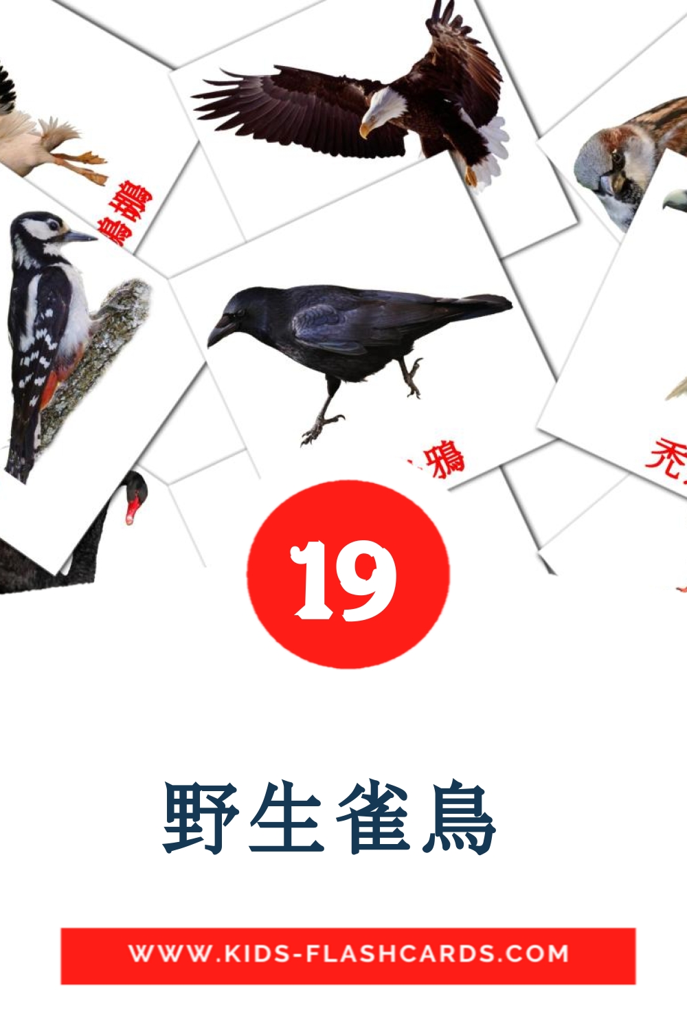 18 carte illustrate di 野生雀鳥  per la scuola materna in cinese(tradizionale)