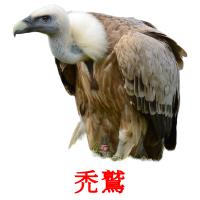 禿鷲 карточки энциклопедических знаний