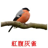 紅腹灰雀 card for translate