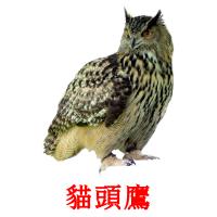 貓頭鷹 card for translate