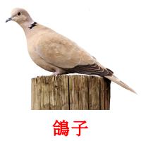 鴿子 card for translate