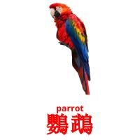 鸚鵡 card for translate