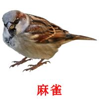 麻雀 card for translate