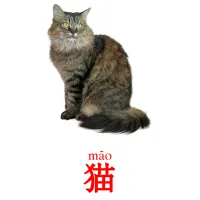 猫 ansichtkaarten