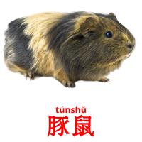 豚鼠 card for translate