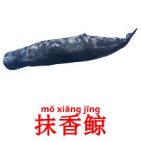 抹香鲸 card for translate