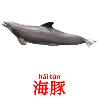 海豚 card for translate