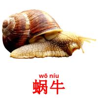 蜗牛 card for translate