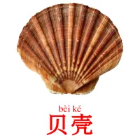 贝壳 ansichtkaarten